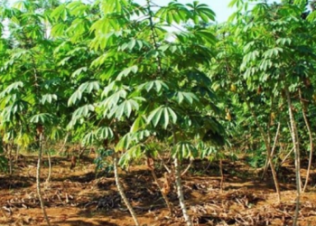 Setiap Minggu Masyarakat Dogiyai Habiskan Rp1.079 per Kapita untuk Belanja Daun Singkong