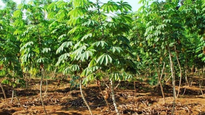 Setiap Minggu Masyarakat Dogiyai Habiskan Rp1.079 per Kapita untuk Belanja Daun Singkong