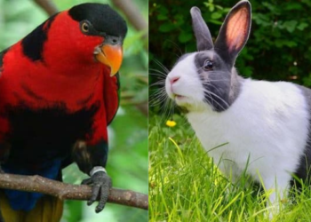 Burung Nuri Kepala Hitam dan Kelinci asal Mimika Gagal Diselundupkan ke Jakarta