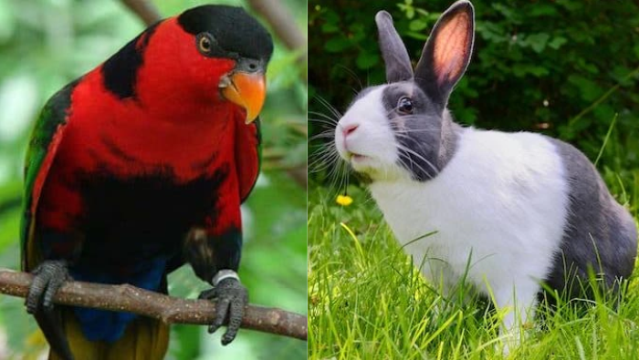 Burung Nuri Kepala Hitam dan Kelinci asal Mimika Gagal Diselundupkan ke Jakarta