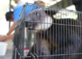 114 Satwa Endemik Papua Diselundupkan Melalui Kapal Penumpang, Terungkap di Pelabuhan Ternate