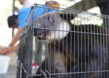 114 Satwa Endemik Papua Diselundupkan Melalui Kapal Penumpang, Terungkap di Pelabuhan Ternate