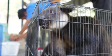 114 Satwa Endemik Papua Diselundupkan Melalui Kapal Penumpang, Terungkap di Pelabuhan Ternate