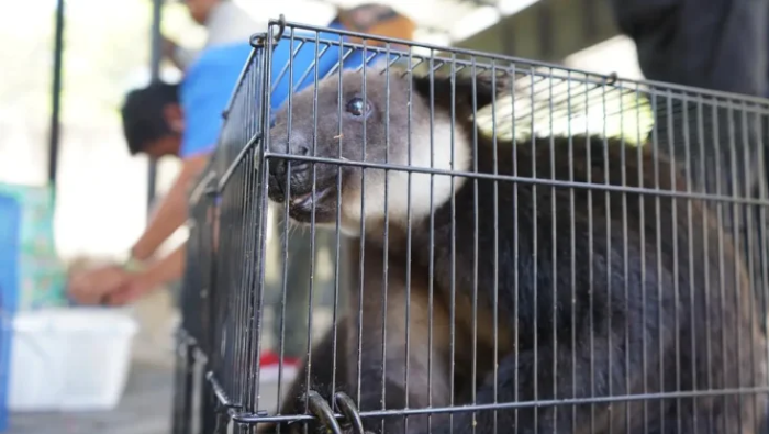 114 Satwa Endemik Papua Diselundupkan Melalui Kapal Penumpang, Terungkap di Pelabuhan Ternate