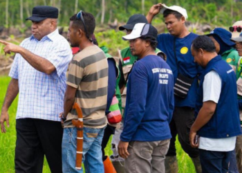 Keerom Jadi Lumbung Pangan, Pemprov Papua akan Cetak Sawah 13.200 Hektare