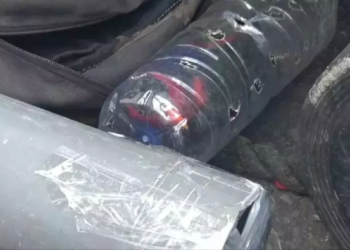 Pemudik Selundupkan Puluhan Burung Langka Asal Papua ke Pulau Jawa