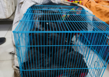 25 Ekor Burung Dilindungi Diamankan, Rencananya akan Diselundupkan ke Luar Papua Melalui KM Gunung Dempo