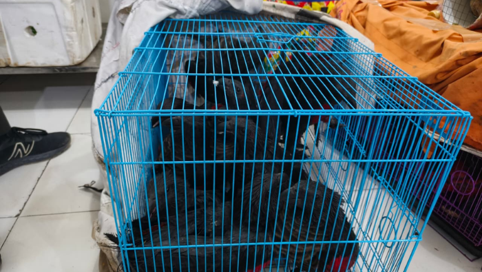 25 Ekor Burung Dilindungi Diamankan, Rencananya akan Diselundupkan ke Luar Papua Melalui KM Gunung Dempo