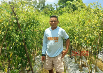 Belajar Otodidak dari YouTube, Petani Muda Mimika Kini Menikmati Hasil