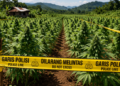 Pemilik Ladang Ganja di Hutan Pegunungan Bintang Diduga Pemain Lama