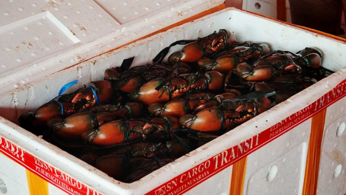 Karaka Mimika Kuasai Pasar Malaysia dan Singapura, Januari-April 2026 Sumbang Devisa Rp800 Juta