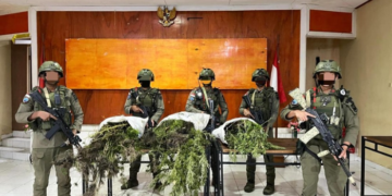 Papua Darurat Ganja: Aparat Gabungan Temukan 226 Batang Ganja Siap Panen