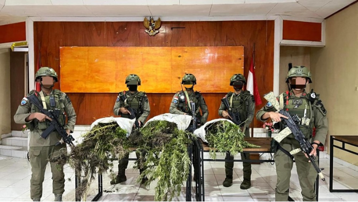 Papua Darurat Ganja: Aparat Gabungan Temukan 226 Batang Ganja Siap Panen