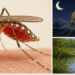 Penyumbang Terbesar Nasional, Kemenkes Yakin Wilayah Papua Raya Bisa Lepas dari Malaria