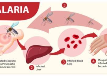Malaria Tropika Papua: Ancaman Serius dan Upaya Eliminasi yang Berkelanjutan