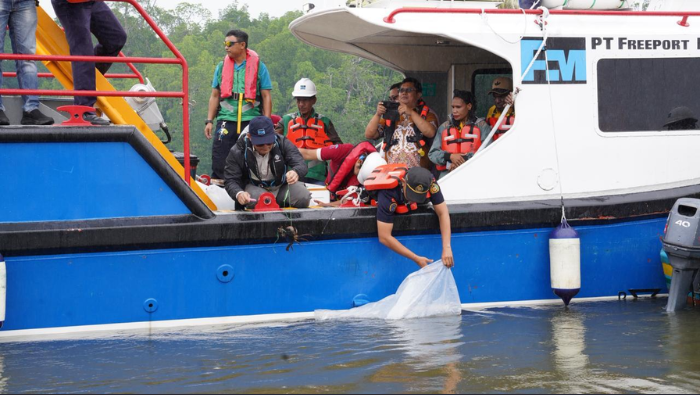 Freeport Indonesia Lepaskan 10.000 Bibit Baramundi dan 1.000 Kepiting Bakau di Pesisir Mimika