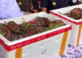 Komoditas Unggulan Mimika, Ratusan Kilogram Kepiting Bakau Diekspor ke Malaysia