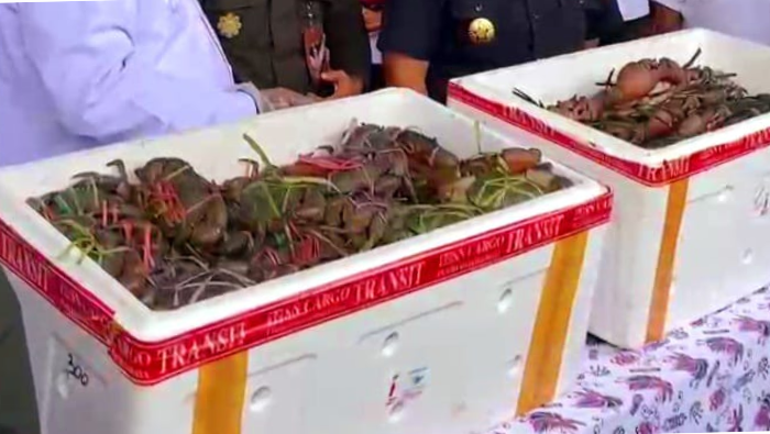 Komoditas Unggulan Mimika, Ratusan Kilogram Kepiting Bakau Diekspor ke Malaysia