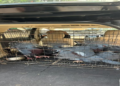 100 Satwa Dilindungi Asal Papua Berhasil Diamankan di Tanjung Periok Jakarta