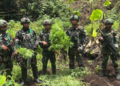 Ladang Ganja Kembali Ditemukan di Pegunungan Bintang, Diduga Sengaja Dibudiya untuk Logistik OPM