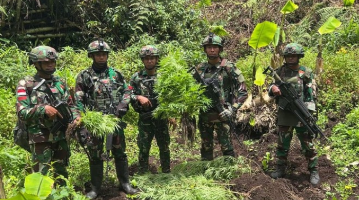 Ladang Ganja Kembali Ditemukan di Pegunungan Bintang, Diduga Sengaja Dibudiya untuk Logistik OPM