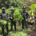 Ladang Ganja Kembali Ditemukan di Pegunungan Bintang, Diduga Sengaja Dibudiya untuk Logistik OPM