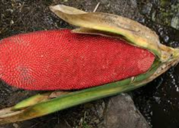 Manfaatkan Buah Merah Papua sebagai Potensi Lokal, Mahasiswa UNAIR Gagas Alternatif Terapi Radang Sendi