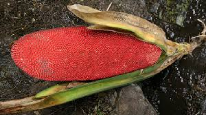 Manfaatkan Buah Merah Papua sebagai Potensi Lokal, Mahasiswa UNAIR Gagas Alternatif Terapi Radang Sendi
