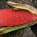 Manfaatkan Buah Merah Papua sebagai Potensi Lokal, Mahasiswa UNAIR Gagas Alternatif Terapi Radang Sendi