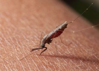 Papua Episentrum Utama Kasus Malaria di Indonesia, Total Capai 674.046 Kasus