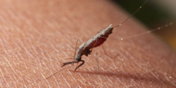Papua Episentrum Utama Kasus Malaria di Indonesia, Total Capai 674.046 Kasus
