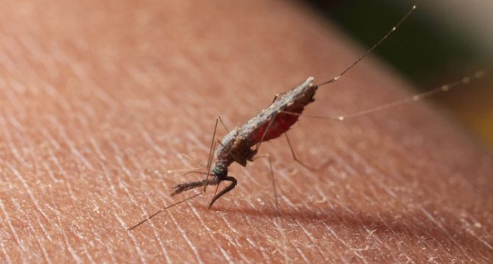 Papua Episentrum Utama Kasus Malaria di Indonesia, Total Capai 674.046 Kasus
