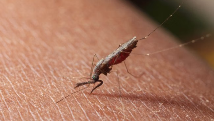 Papua Episentrum Utama Kasus Malaria di Indonesia, Total Capai 674.046 Kasus