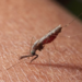 Papua Episentrum Utama Kasus Malaria di Indonesia, Total Capai 674.046 Kasus