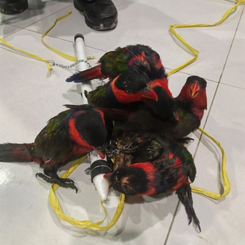 Kemenhut Ungkap Dugaan Perdagangan Burung Dilindungi Melalui Facebook di Jayapura