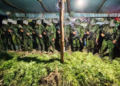 Satgas TNI Temukan 5.000 Batang Ganja di Dua Lokasi di Yahukimo