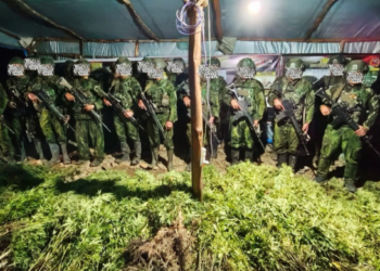 Satgas TNI Temukan 5.000 Batang Ganja di Dua Lokasi di Yahukimo