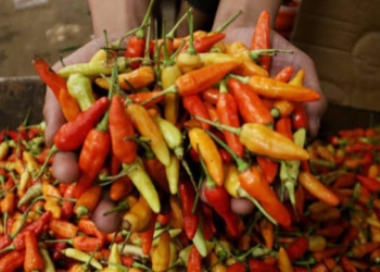 Harga Cabai di Pasar Sentral Timika Turun Rp25.000 per Kilogram
