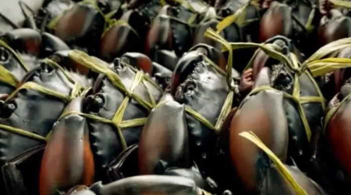 Kepiting Bakau Dongkrak Nilai Ekspor Papua Tengah, Naik 41,67 Persen