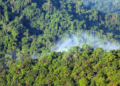 Hutan Papua 7,8 juta Hektar hanya Dijaga 41 Polhut, Yaconias Mattindom: Idealnya Diperkuat 500 Personel