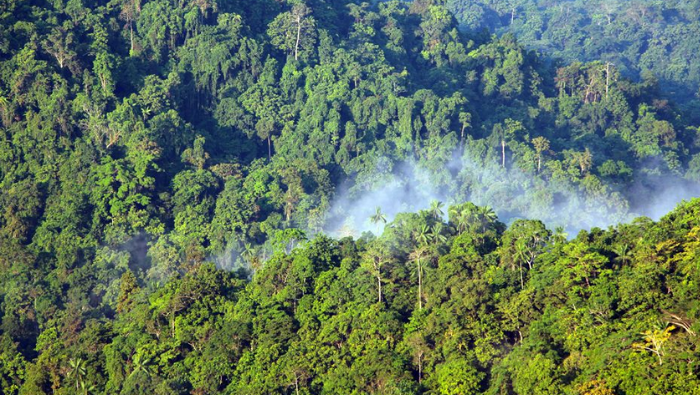 Hutan Papua 7,8 juta Hektar hanya Dijaga 41 Polhut, Yaconias Mattindom: Idealnya Diperkuat 500 Personel