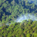 Hutan Papua 7,8 juta Hektar hanya Dijaga 41 Polhut, Yaconias Mattindom: Idealnya Diperkuat 500 Personel
