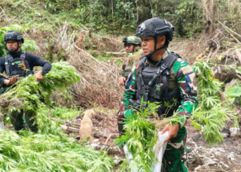Aparat Bongkar Dua Ladang Ganja di Pegunungan Bintang, 1.347 Batang Diamankan