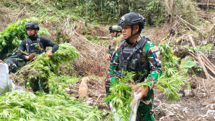 Aparat Bongkar Dua Ladang Ganja di Pegunungan Bintang, 1.347 Batang Diamankan