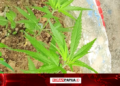 BNN Mimika Identifikasi Dua Tanaman Diduga Ganja di Timika