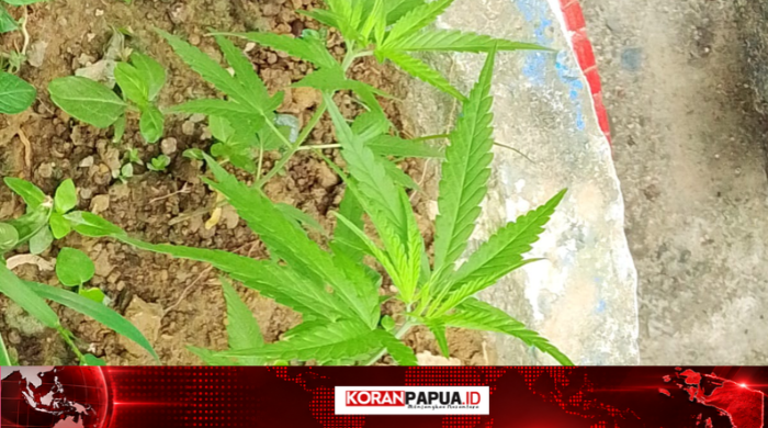 BNN Mimika Identifikasi Dua Tanaman Diduga Ganja di Timika