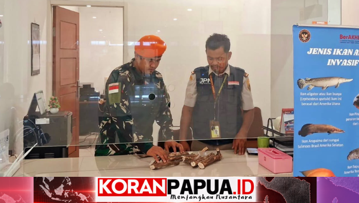 Tujuh Tanduk Rusa Tanpa Dokumen Terjaring Pemeriksaan di Bandara Mopah Merauke